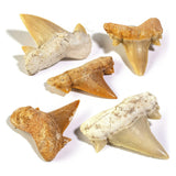 Tooth shark fossil - سن القرش